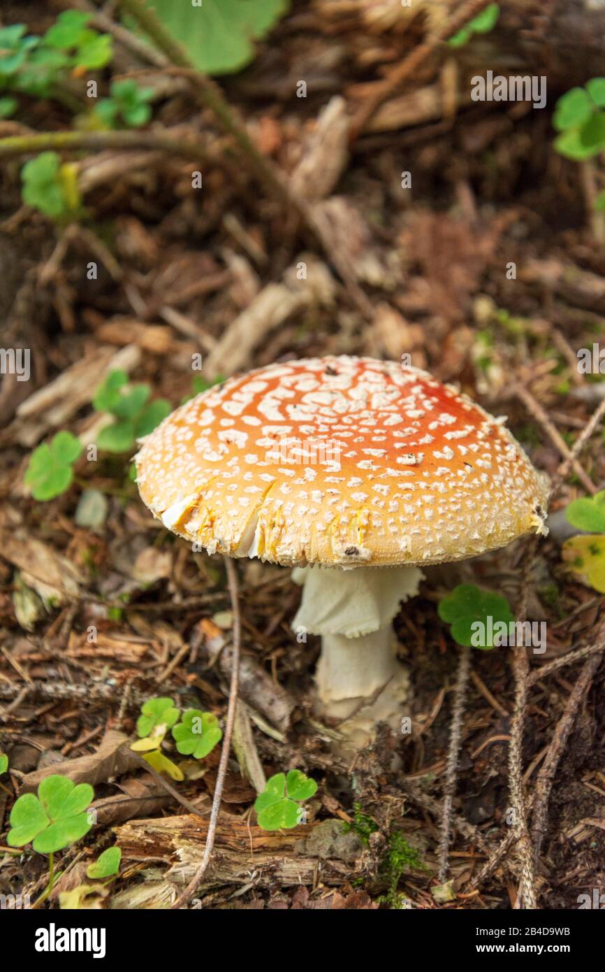 Toadstool (Amanita muscaria) specie di funghi velenosi dei comuni parenti di amanita. Foto Stock