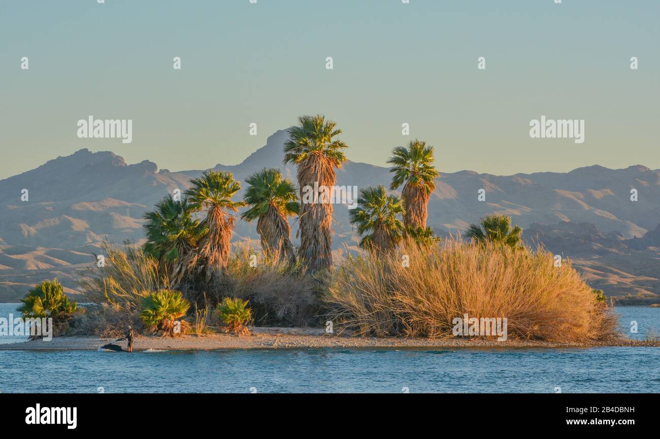 Lake Havasu National Wildlife Refuge sul fiume Colorado nella contea di Mohave, Arizona Foto Stock
