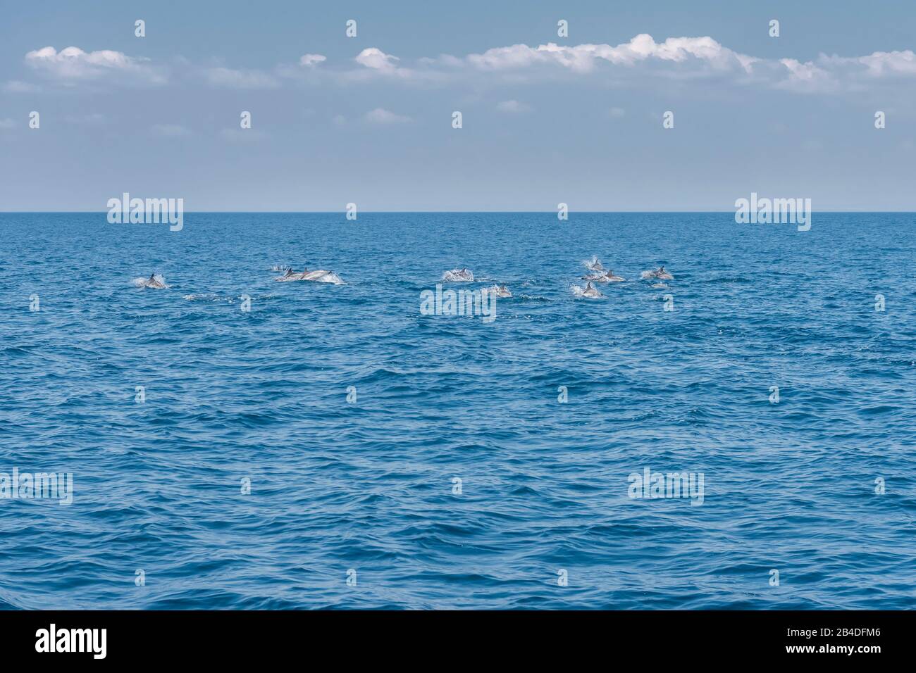 Taranto, Salento, Puglia, Italia, Europa. Delfini blu-bianchi nel Mar Ionio al largo della Puglia Foto Stock