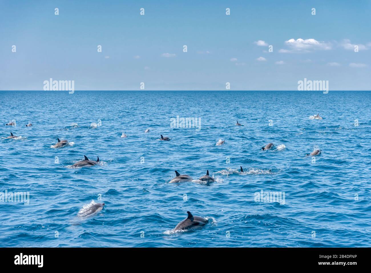 Taranto, Salento, Puglia, Italia, Europa. Delfini blu-bianchi nel Mar Ionio al largo della Puglia Foto Stock