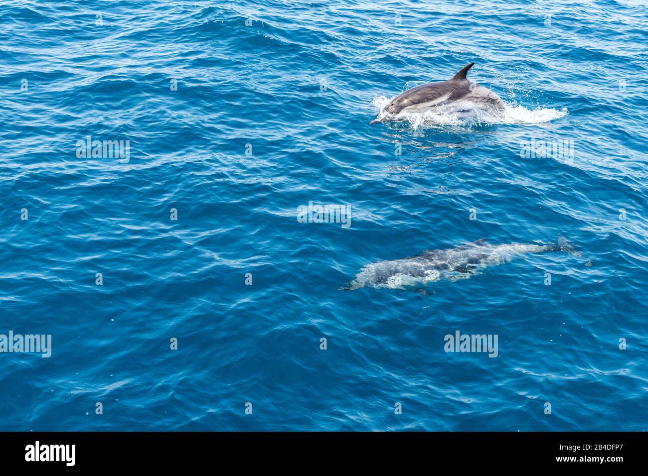 Taranto, Salento, Puglia, Italia, Europa. Delfini blu-bianchi nel Mar Ionio al largo della Puglia Foto Stock