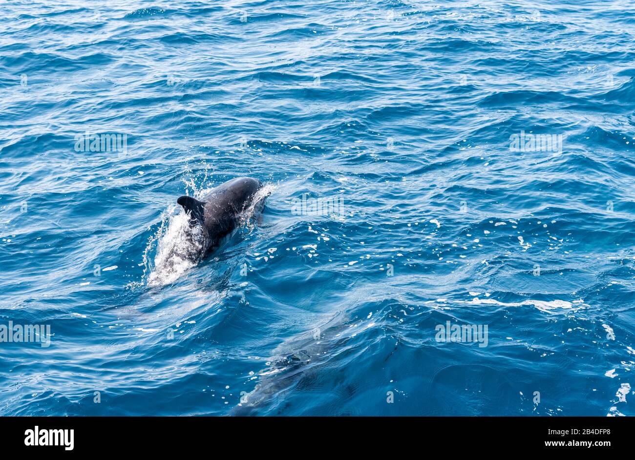 Taranto, Salento, Puglia, Italia, Europa. Delfini blu-bianchi nel Mar Ionio al largo della Puglia Foto Stock