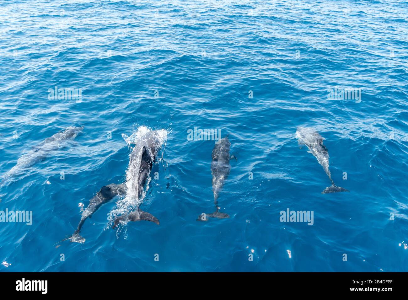 Taranto, Salento, Puglia, Italia, Europa. Delfini blu-bianchi nel Mar Ionio al largo della Puglia Foto Stock