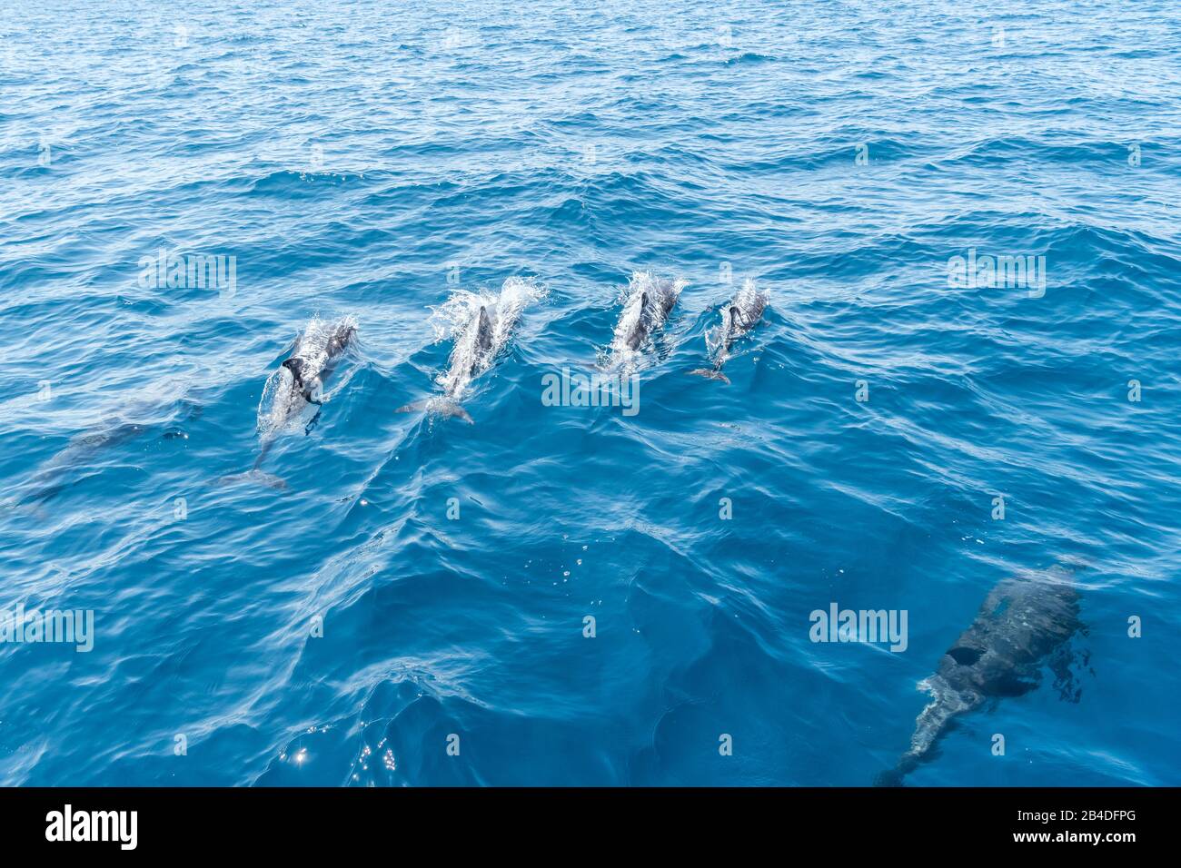 Taranto, Salento, Puglia, Italia, Europa. Delfini blu-bianchi nel Mar Ionio al largo della Puglia Foto Stock