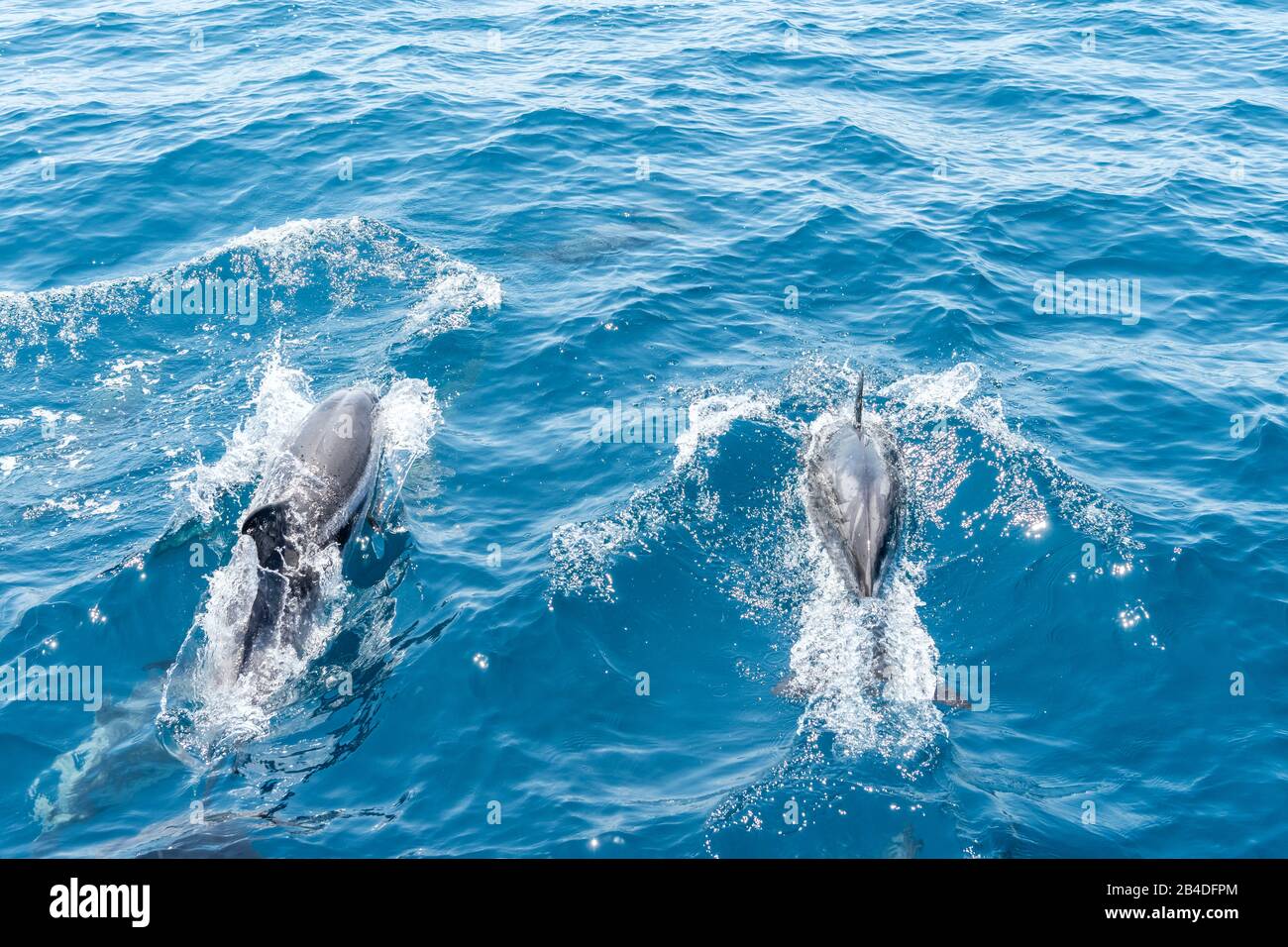Taranto, Salento, Puglia, Italia, Europa. Delfini blu-bianchi nel Mar Ionio al largo della Puglia Foto Stock