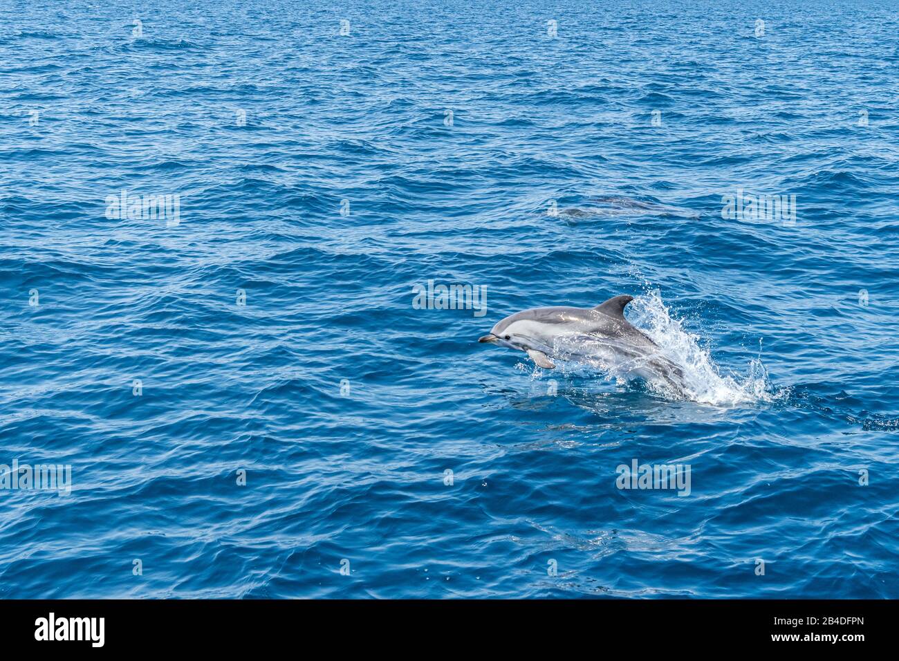 Taranto, Salento, Puglia, Italia, Europa. Delfino bianco-blu nel Mar Ionio al largo della Puglia Foto Stock