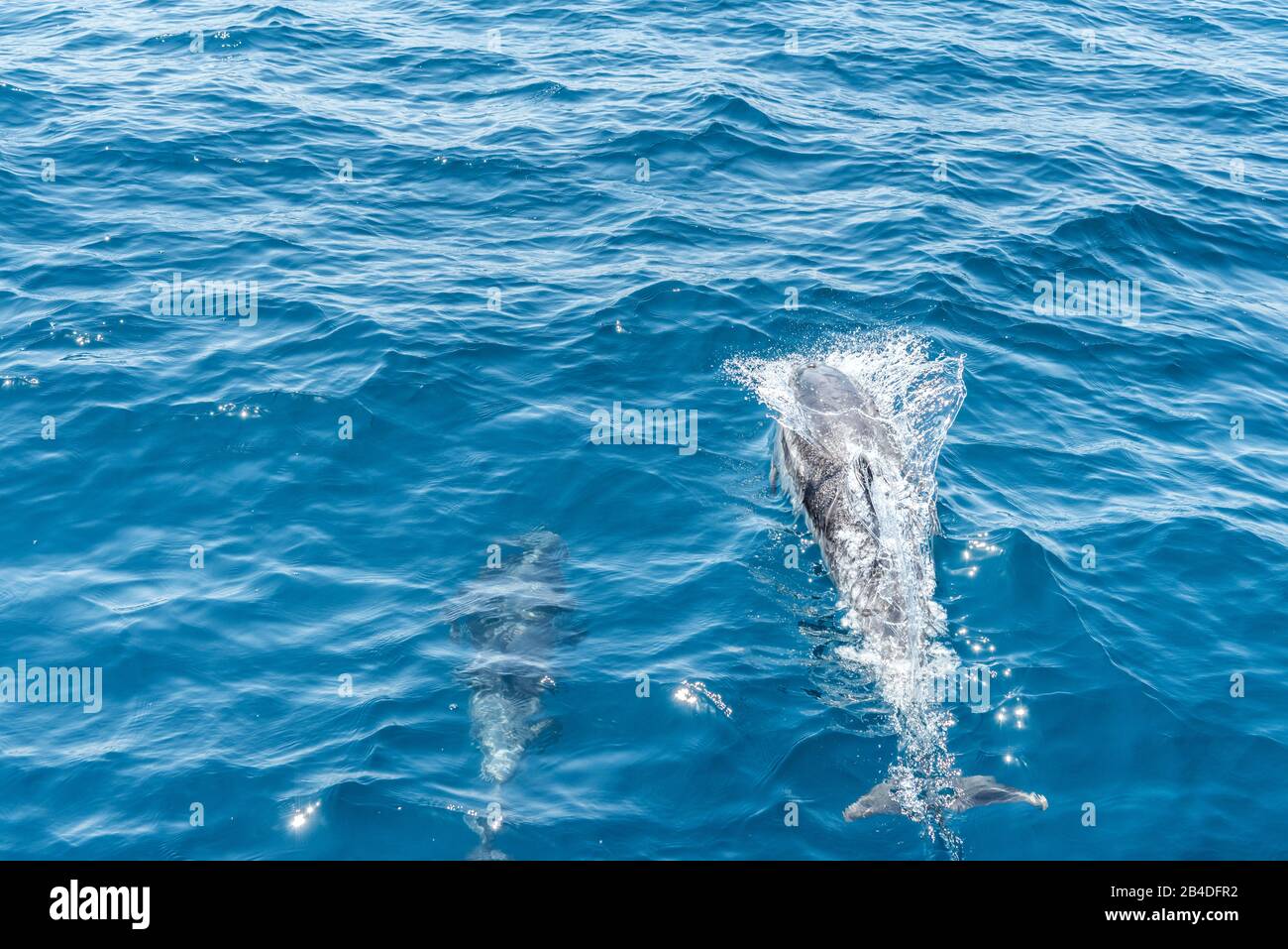 Taranto, Salento, Puglia, Italia, Europa. Delfini blu-bianchi nel Mar Ionio al largo della Puglia Foto Stock