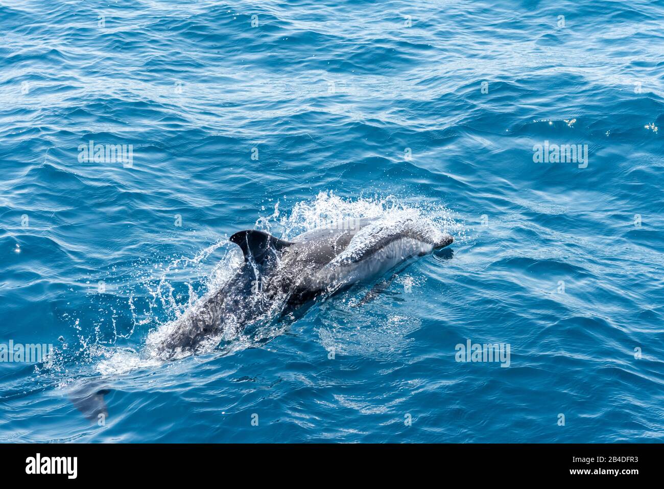 Taranto, Salento, Puglia, Italia, Europa. Delfino bianco-blu nel Mar Ionio al largo della Puglia Foto Stock