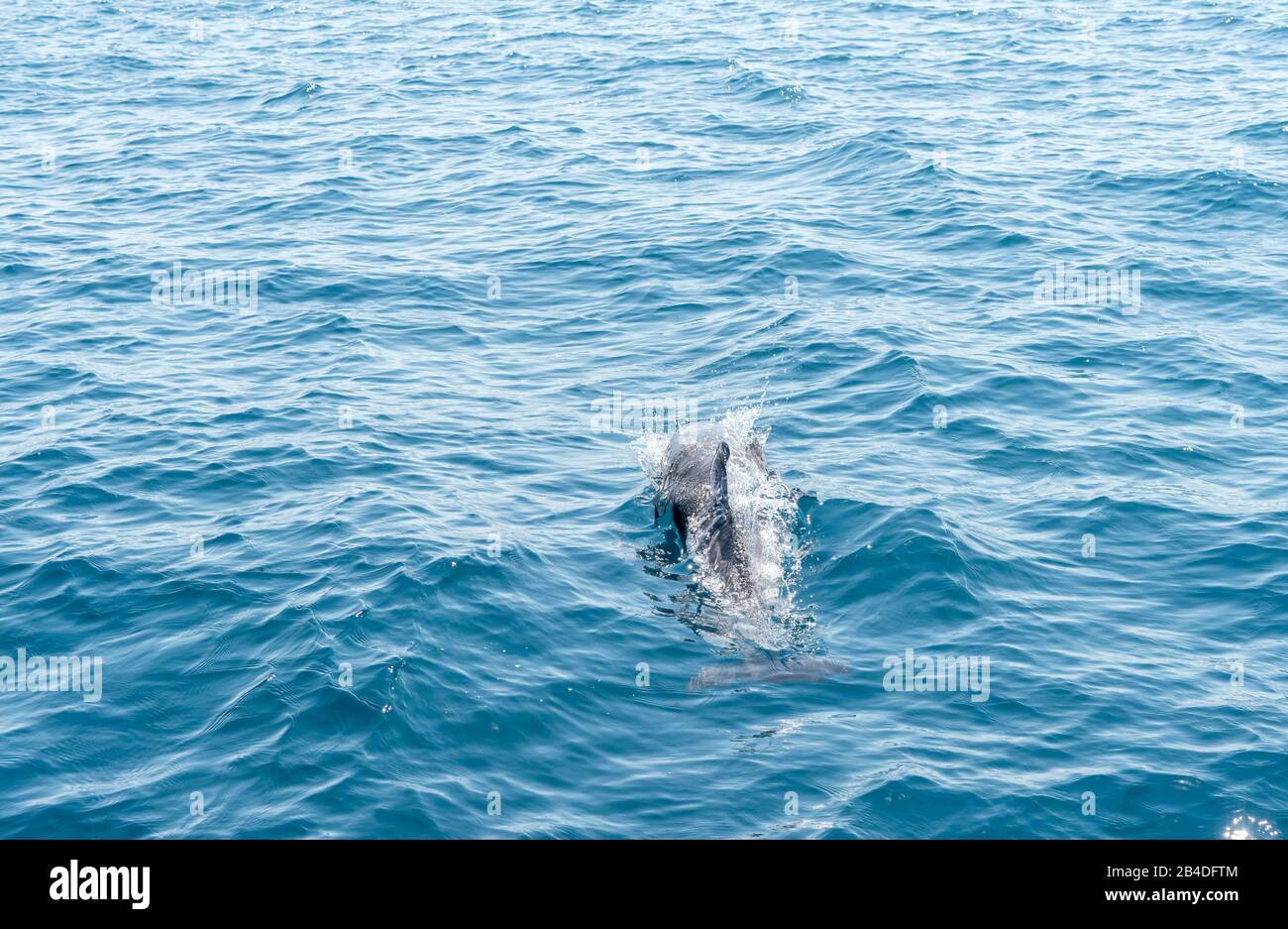 Taranto, Salento, Puglia, Italia, Europa. Delfino bianco-blu nel Mar Ionio al largo della Puglia Foto Stock