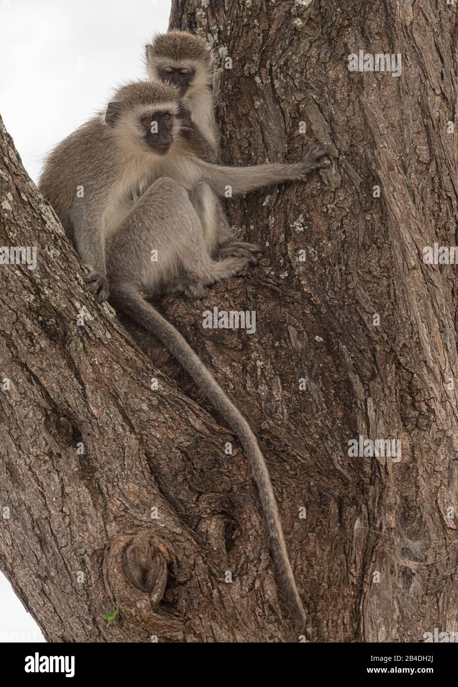 Tanzania settentrionale, Serengeti National Parks, Ngorongoro Crater, Tarangire, Arusha e il lago Manyara, due scimmie vervet nell'albero, Chlorocebus North Tanzania, Arusha National Park, ranger armato scorta un turista. Foto Stock