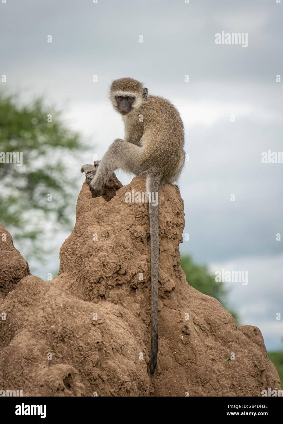 Tanzania, Tanzania settentrionale, Parco Nazionale Serengeti, Cratere Ngorongoro, Tarangire, Arusha e Lago Manyara, scimmie verdi meridionali sono puffing, Chlorocebus pygerythrus Foto Stock