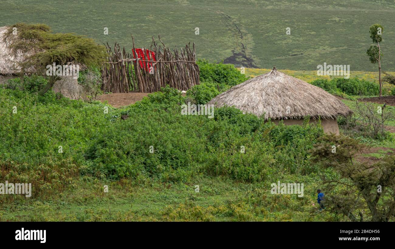 Tanzania, Tanzania settentrionale al termine della stagione delle piogge nel mese di maggio, Parco Nazionale Serengeti, Cratere Ngorongoro, Tarangire, Arusha e Lago Manyara, Villaggio Maasai nel Cratere Ngorongoro. Foto Stock