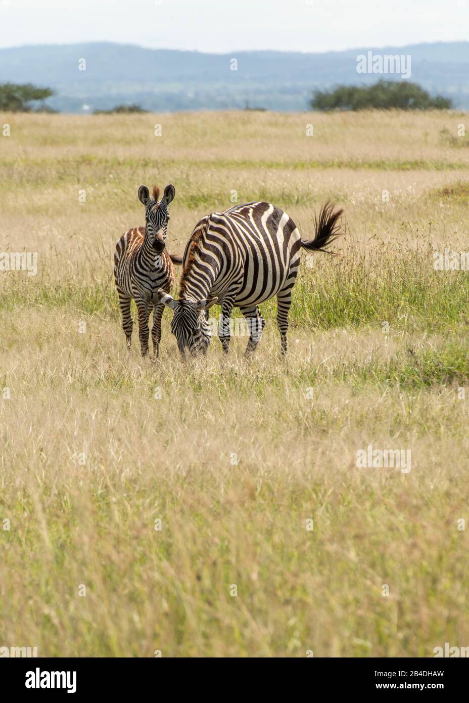 Tanzania, Tanzania Settentrionale, Parco Nazionale Serengeti, Cratere Ngorongoro, Tarangire, Arusha E Lago Manyara, Zebre Foto Stock