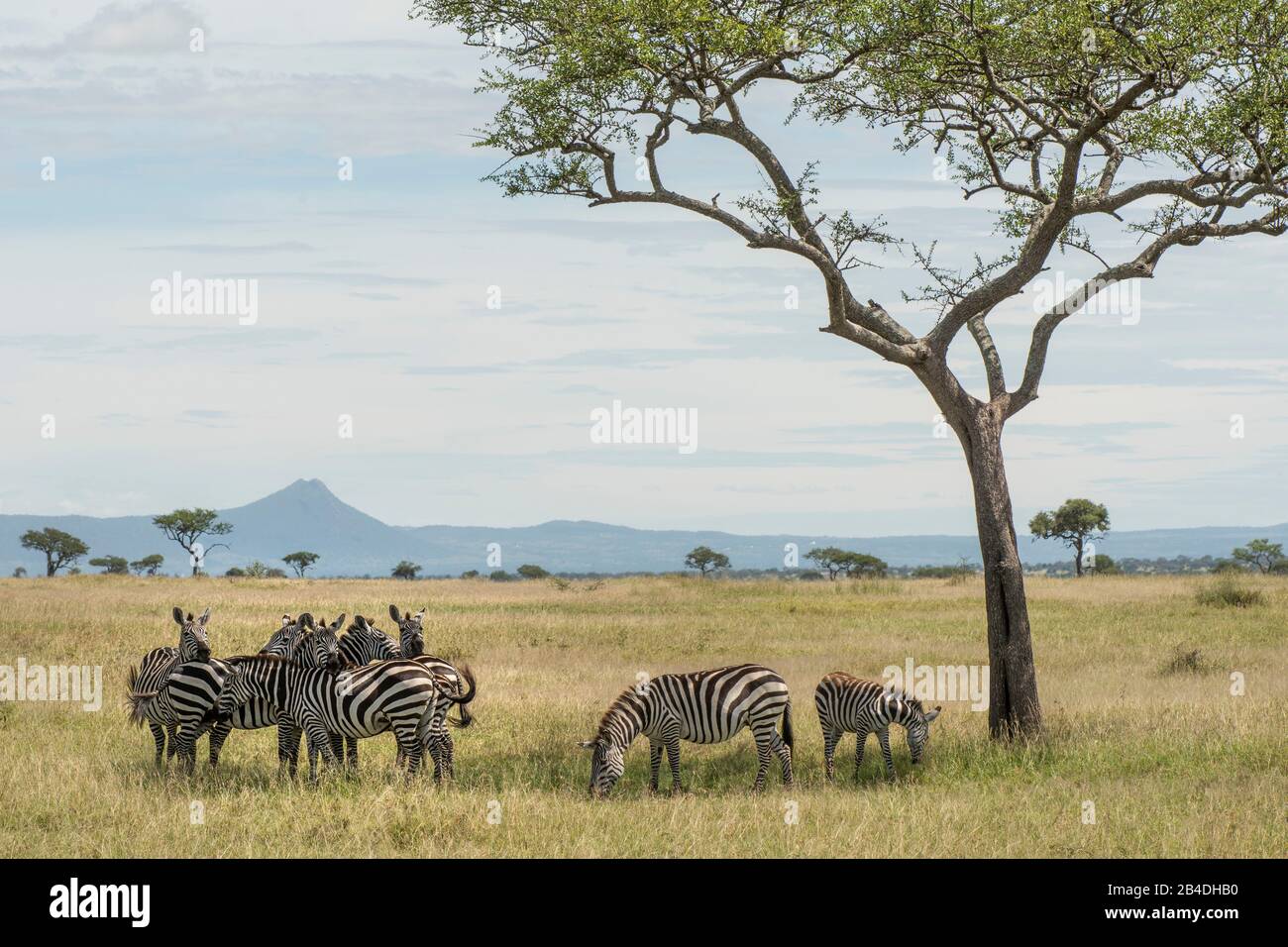 Tanzania, Tanzania Settentrionale, Parco Nazionale Serengeti, Cratere Ngorongoro, Tarangire, Arusha E Lago Manyara, Zebre Foto Stock