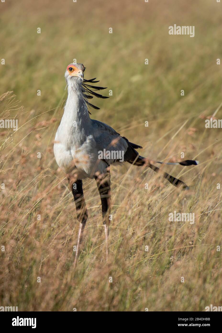 Tanzania, Tanzania settentrionale, Parco Nazionale Serengeti, Cratere Ngorongoro, Tarangire, Arusha e Lago Manyara, uccello segretario della savana, Sagittario serpentarius Foto Stock