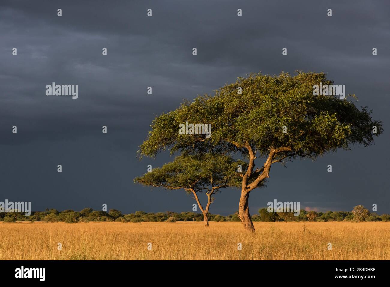 Tanzania, Tanzania Settentrionale, Parco Nazionale Serengeti, Cratere Ngorongoro, Tarangire, Arusha E Lago Manyara, Atmosfera Da Tempesta Foto Stock