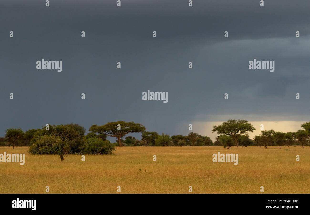 Tanzania, Tanzania Settentrionale, Parco Nazionale Serengeti, Cratere Ngorongoro, Tarangire, Arusha E Lago Manyara, Atmosfera Da Tempesta Foto Stock