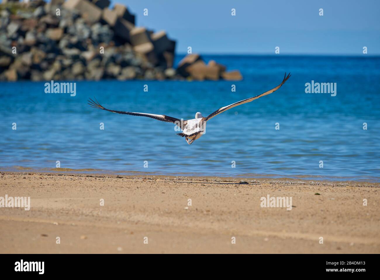 Pelican africano (Pelecanus cospicillatus), volo, primo piano, nuovo Galles del Sud, Australia Foto Stock