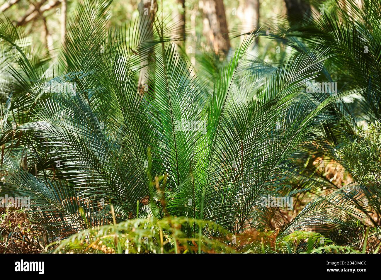 Foresta primeval con cicadi (Macrozamia macdonnellii) in primavera al Murramarang National Park, nuovo Galles del Sud, Australia Foto Stock