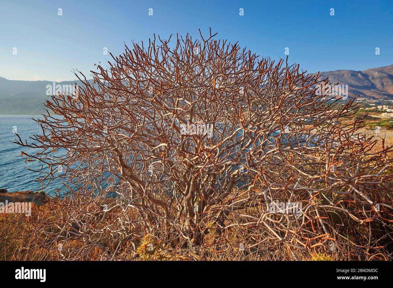 Paesaggio, vegetazione, cespugli, arbusto, Creta, Grecia Foto Stock
