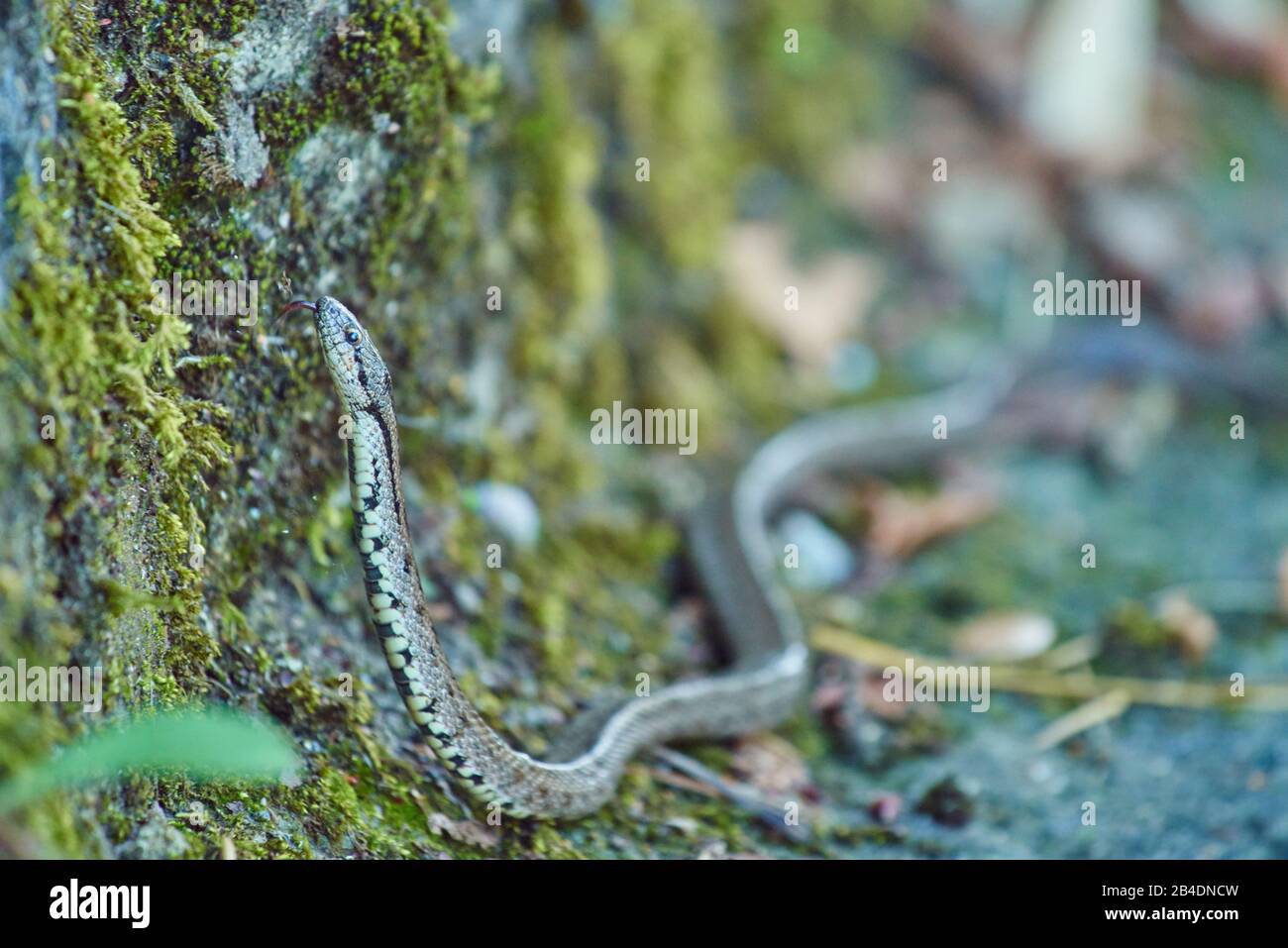 Girondan serpente liscio, Coronella girondica, pietra, laterale, sdraiato, Via di San giacomo, Spagna Foto Stock
