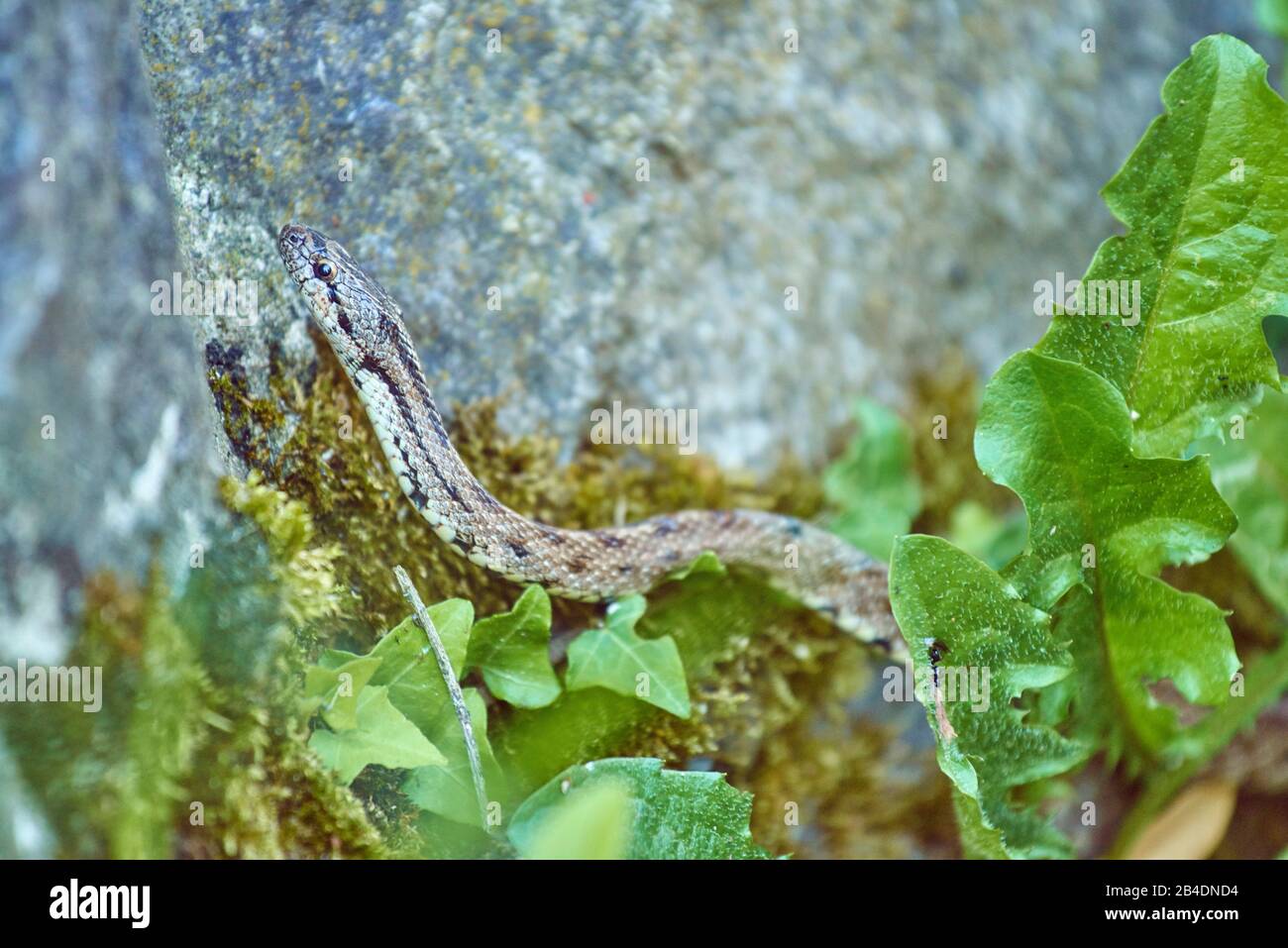 Girondan serpente liscio, Coronella girondica, pietra, laterale, sdraiato, Via di San giacomo, Spagna Foto Stock