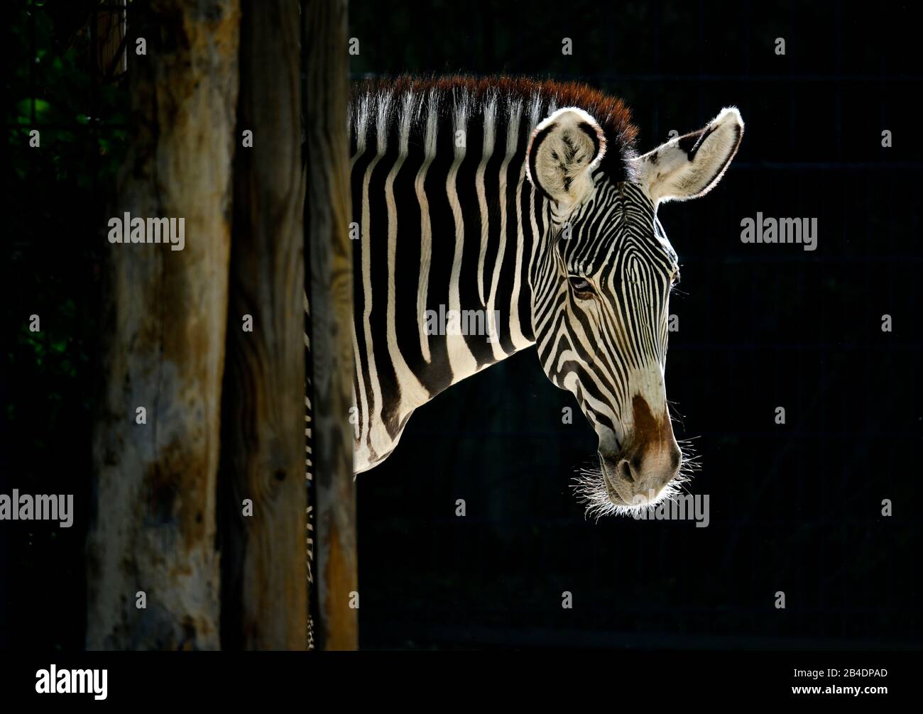 La zebra di Grevy (Equus grevyi), Captive, si affaccia da dietro il tronco degli alberi, Baden-Wurttemberg, Germania Foto Stock