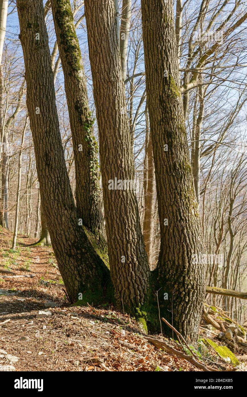 Quercia a quattro stemed, multi-stemmed Foto Stock