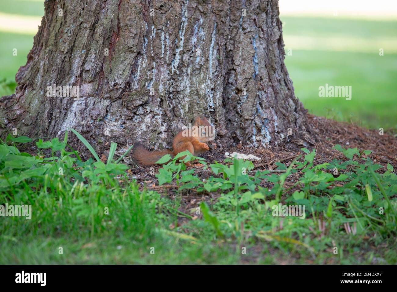 Bambino di scoiattolo rosso, Sciurus vulgaris Foto Stock