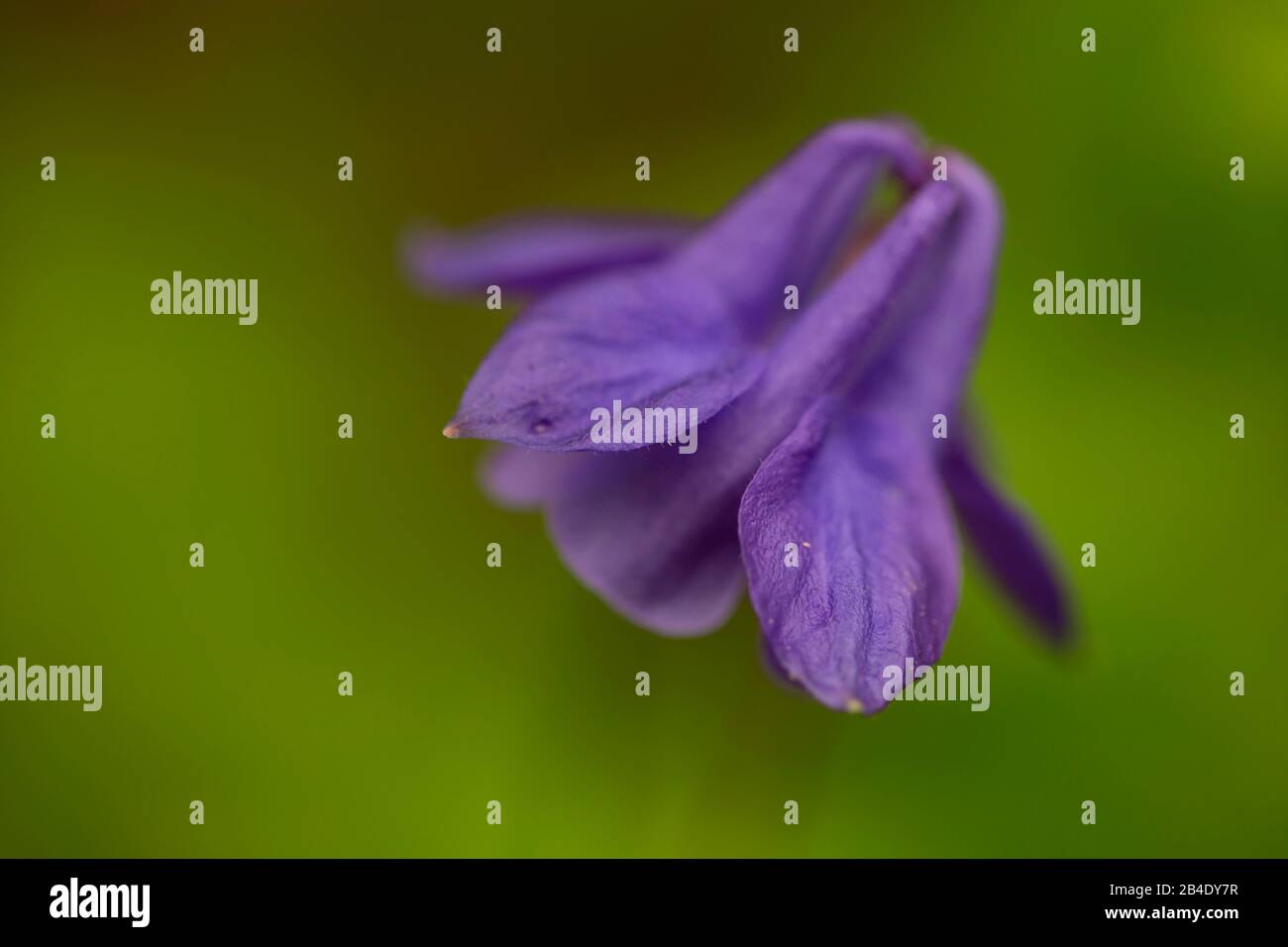 Primo piano di una columbina viola, sfondo naturale sfocato Foto Stock