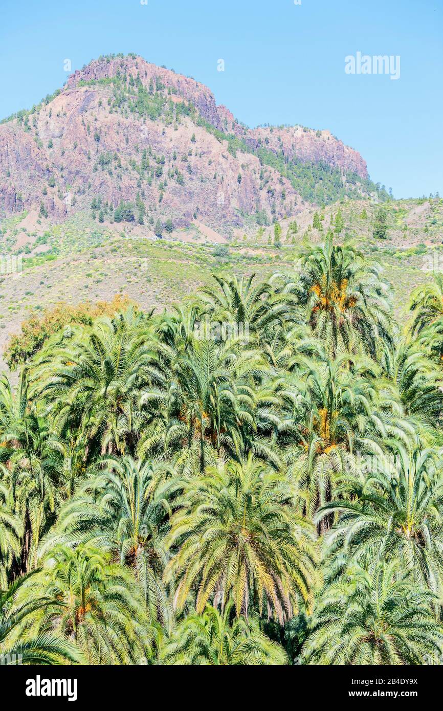 Paesaggio di palme, Gran Canaria, Isole Canarie, Spagna Foto Stock
