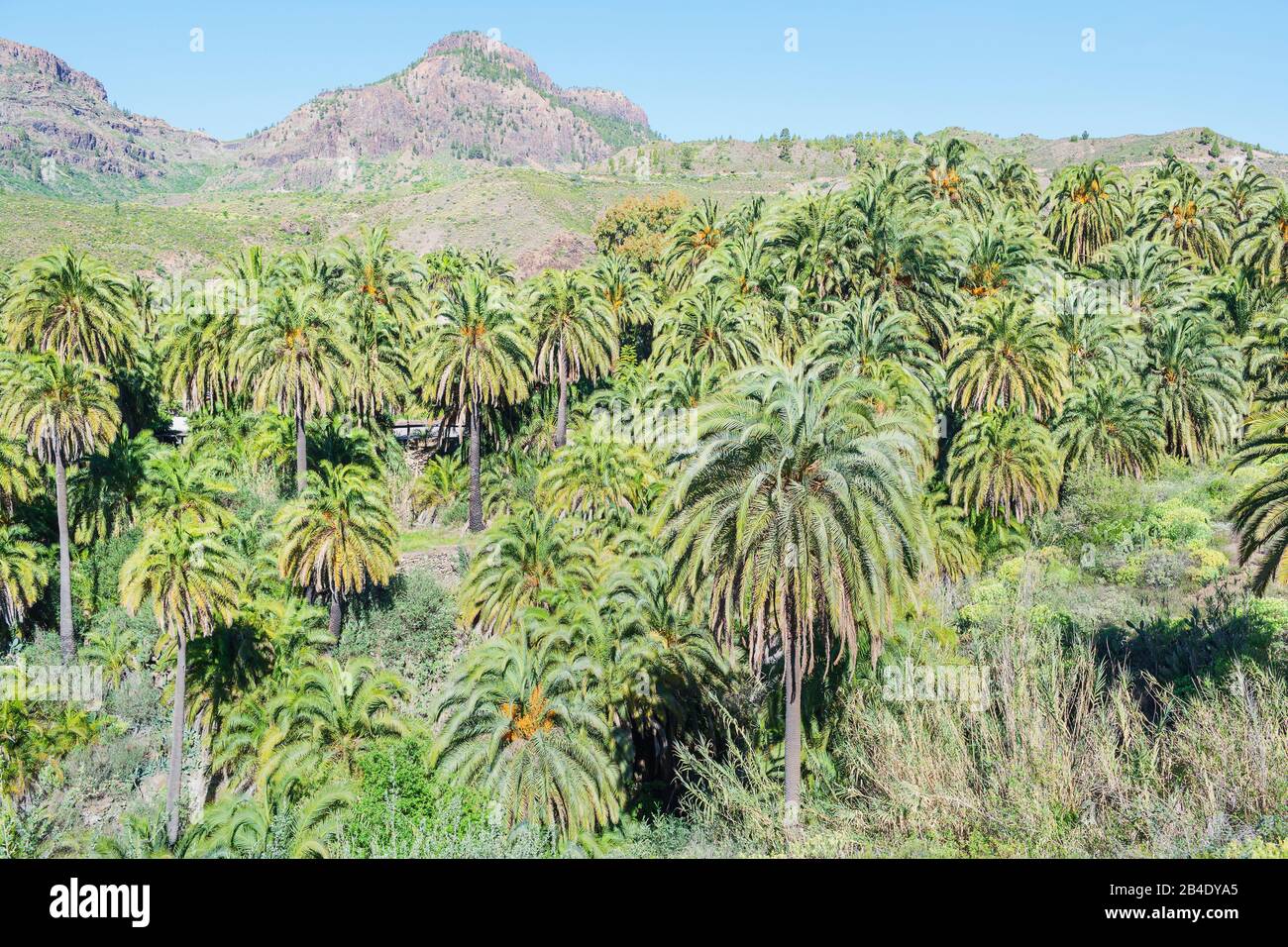 Paesaggio di palme, Gran Canaria, Isole Canarie, Spagna Foto Stock