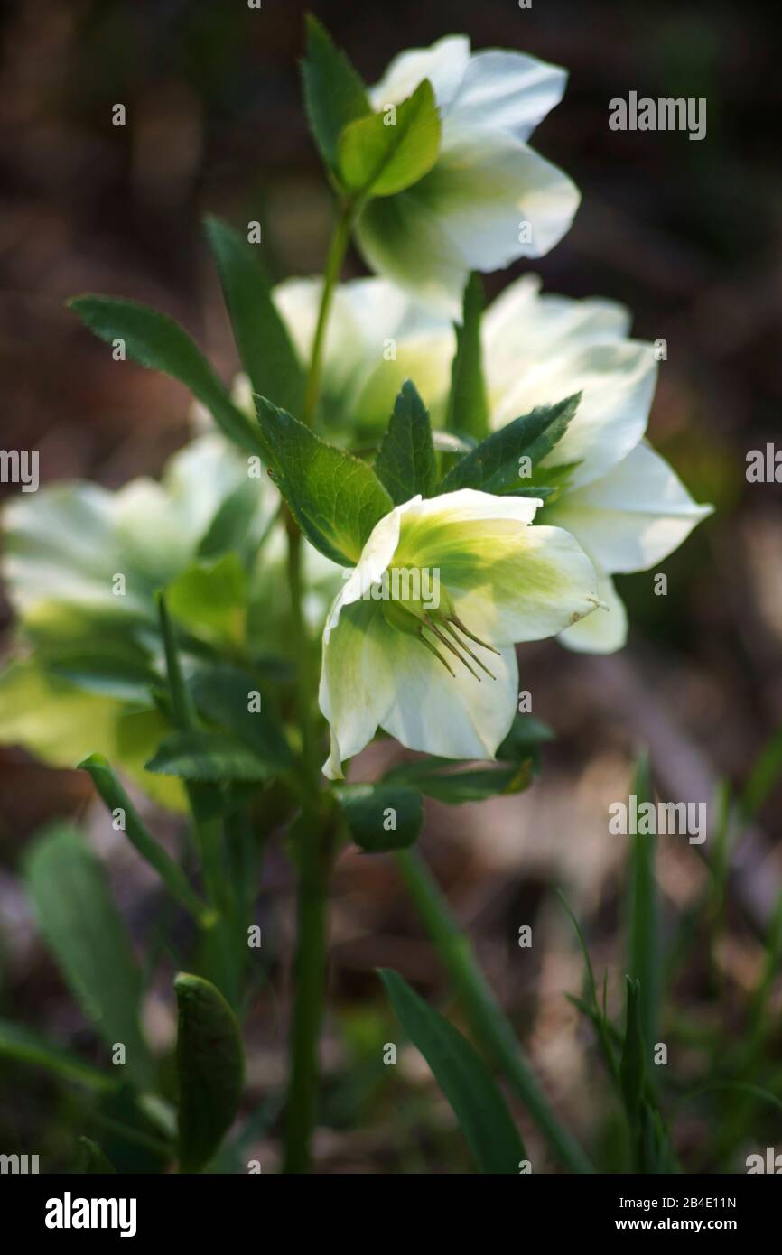 I fiori singoli di una Lenzrose o l'hellebore orientale, Helleboro orientalis, via close-up. Foto Stock