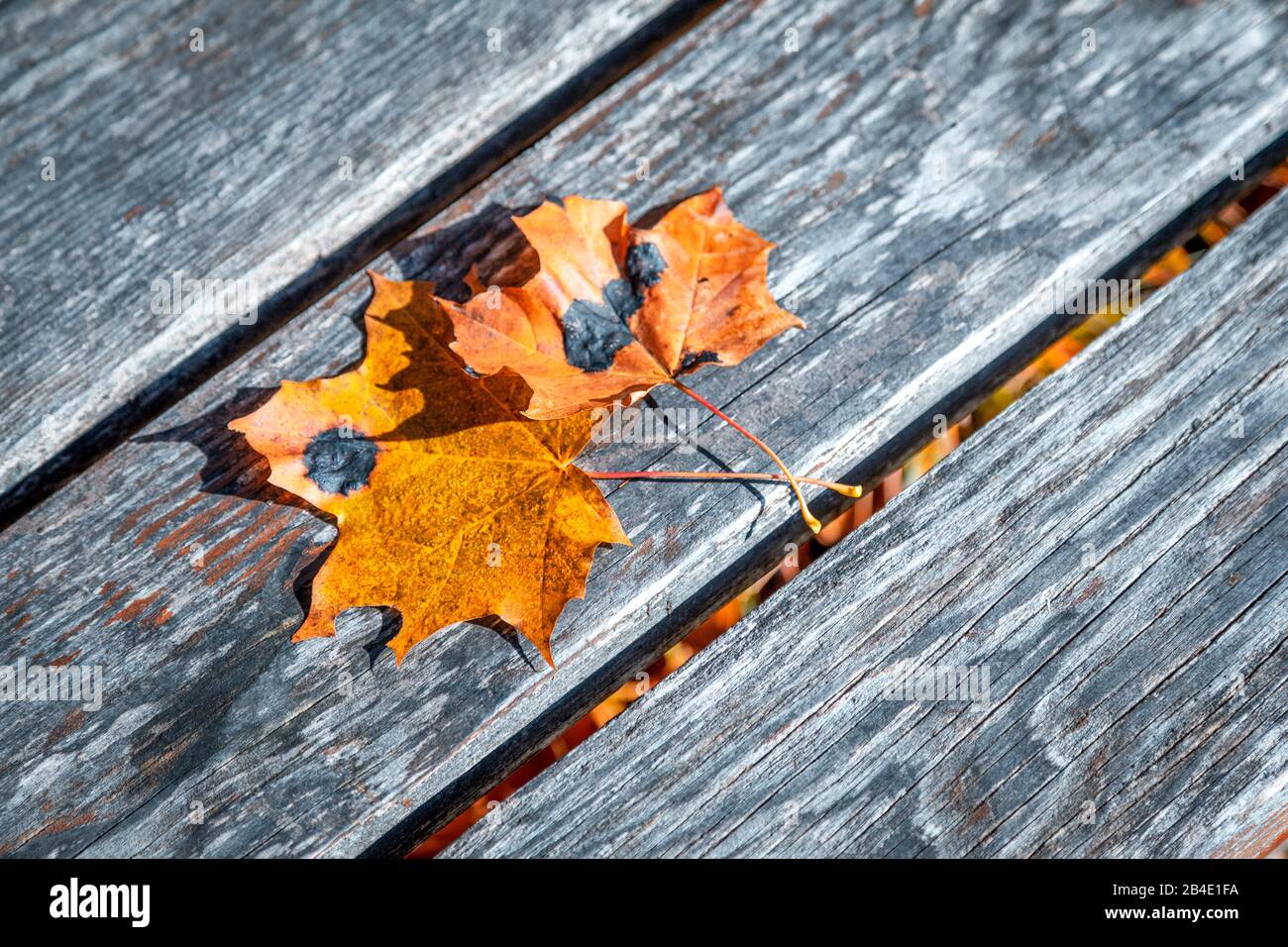 Foglie di acero autunnale su panca di legno, Dolomiti, Italia Foto Stock