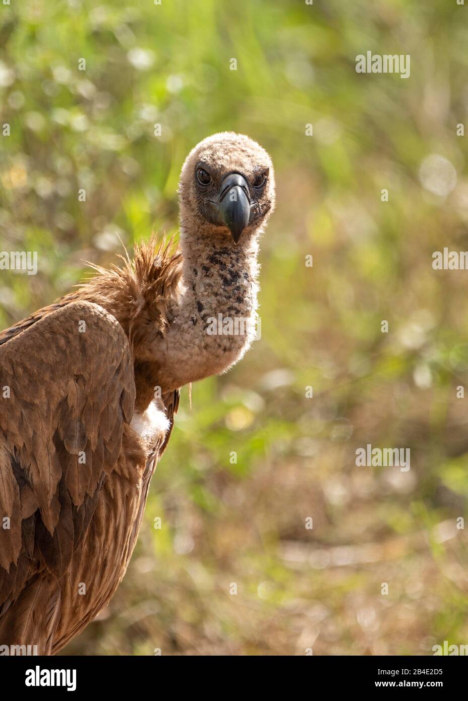Un safari in piedi, tenda e jeep attraverso la Tanzania settentrionale alla fine della stagione delle piogge nel mese di maggio. Parchi Nazionali Serengeti, Ngorongoro Crater, Tarangire, Arusha E Lago Manyara. Vulture guardando la fotocamera. Foto Stock