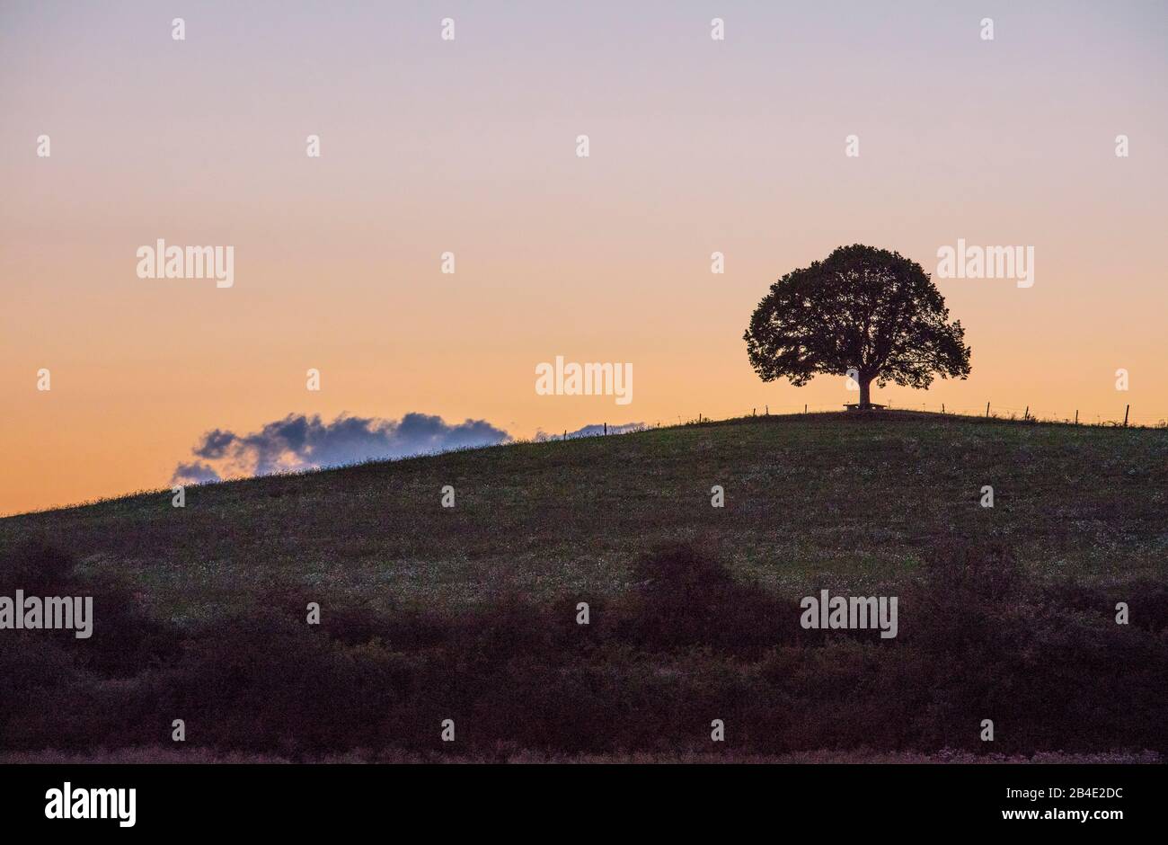 Albero su collina alla luce della sera Foto Stock