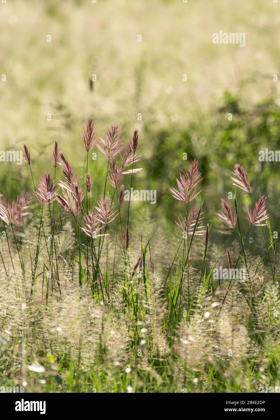 Un safari in piedi, tenda e jeep attraverso la Tanzania settentrionale alla fine della stagione delle piogge nel mese di maggio. Parchi Nazionali Serengeti, Ngorongoro Crater, Tarangire, Arusha E Lago Manyara. Erbe alla luce del sole nella savana Foto Stock