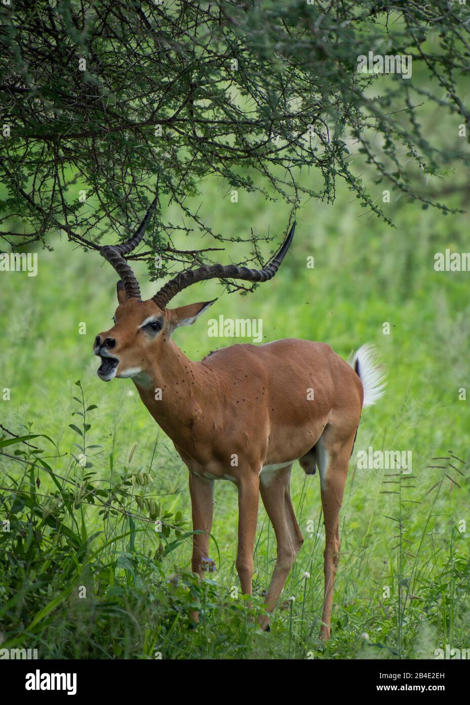 Un safari in piedi, tenda e jeep attraverso la Tanzania settentrionale alla fine della stagione delle piogge nel mese di maggio. Parchi Nazionali Serengeti, Ngorongoro Crater, Tarangire, Arusha E Lago Manyara. Gazelle Bock. Foto Stock