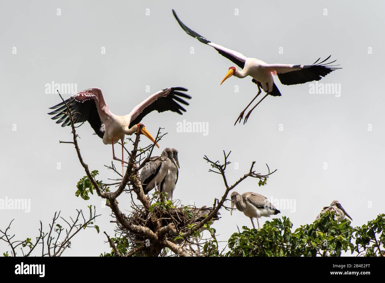 Un safari in piedi, tenda e jeep attraverso la Tanzania settentrionale alla fine della stagione delle piogge nel mese di maggio. Parco Nazionale del Lago Manyara, cicogne a testa nera con uccelli giovani al nido. Foto Stock