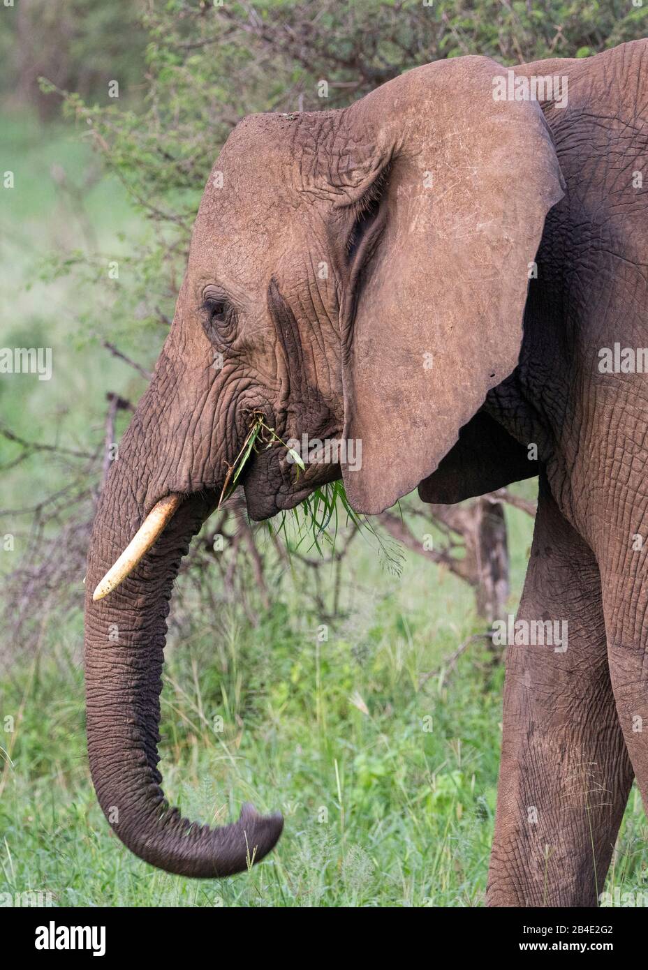 Un safari in piedi, tenda e jeep attraverso la Tanzania settentrionale alla fine della stagione delle piogge nel mese di maggio. Parchi Nazionali Serengeti, Ngorongoro Crater, Tarangire, Arusha E Lago Manyara. Testa di elefante, ritratto animale Foto Stock