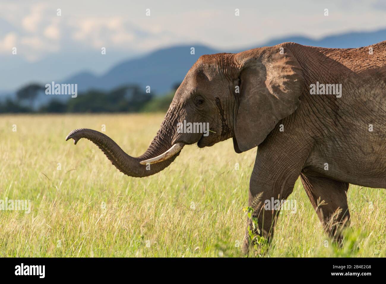 Un safari in piedi, tenda e jeep attraverso la Tanzania settentrionale alla fine della stagione delle piogge nel mese di maggio. Parchi Nazionali Serengeti, Ngorongoro Crater, Tarangire, Arusha E Lago Manyara. Elefante, tronco teso in avanti. Foto Stock
