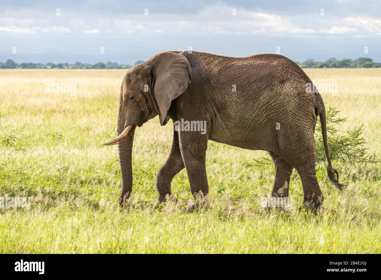 Un safari in piedi, tenda e jeep attraverso la Tanzania settentrionale alla fine della stagione delle piogge nel mese di maggio. Parchi Nazionali Serengeti, Ngorongoro Crater, Tarangire, Arusha E Lago Manyara. Elefante nella savana Foto Stock