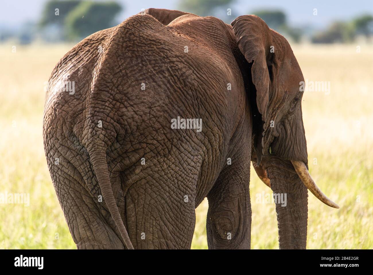 Un safari in piedi, tenda e jeep attraverso la Tanzania settentrionale alla fine della stagione delle piogge nel mese di maggio. Parchi Nazionali Serengeti, Ngorongoro Crater, Tarangire, Arusha E Lago Manyara. Elefante nella savana, vista posteriore Foto Stock