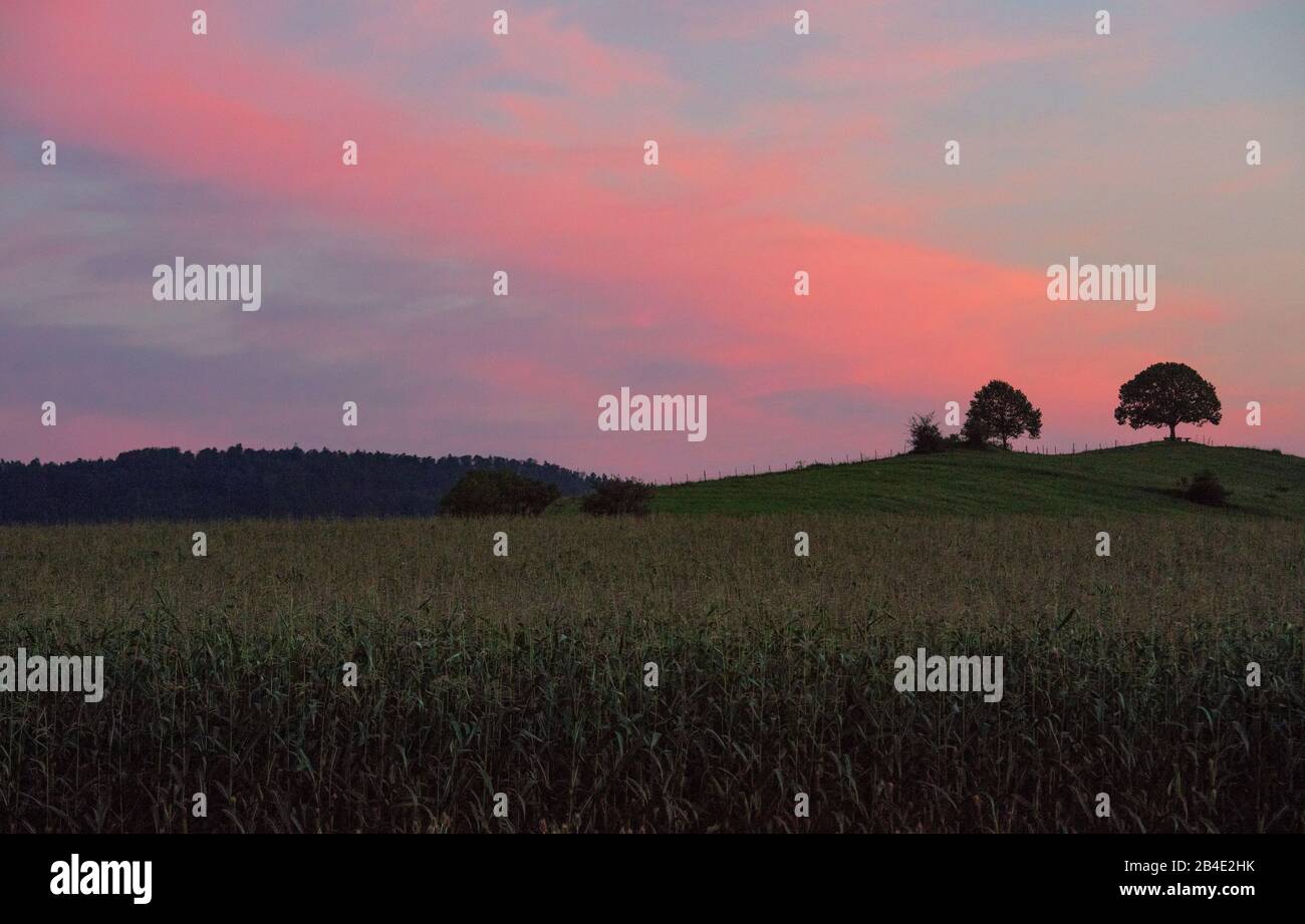 2 alberi sulla collina alla luce della sera Foto Stock