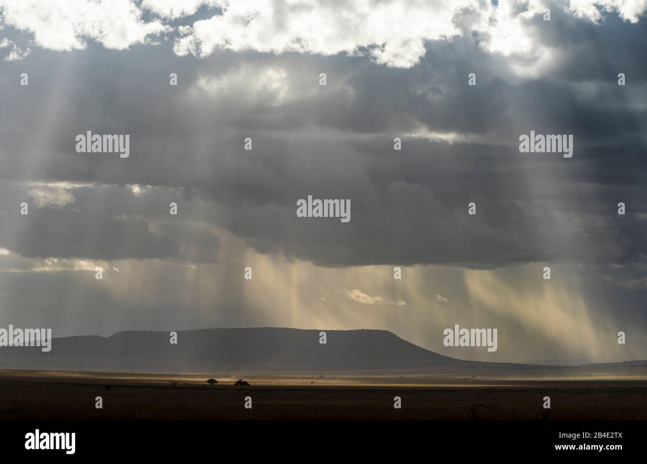 Un safari in piedi, tenda e jeep attraverso la Tanzania settentrionale alla fine della stagione delle piogge nel mese di maggio. Parchi Nazionali Serengeti, Ngorongoro Crater, Tarangire, Arusha E Lago Manyara. Atmosfera leggera sul Serengeti, paesaggio Foto Stock