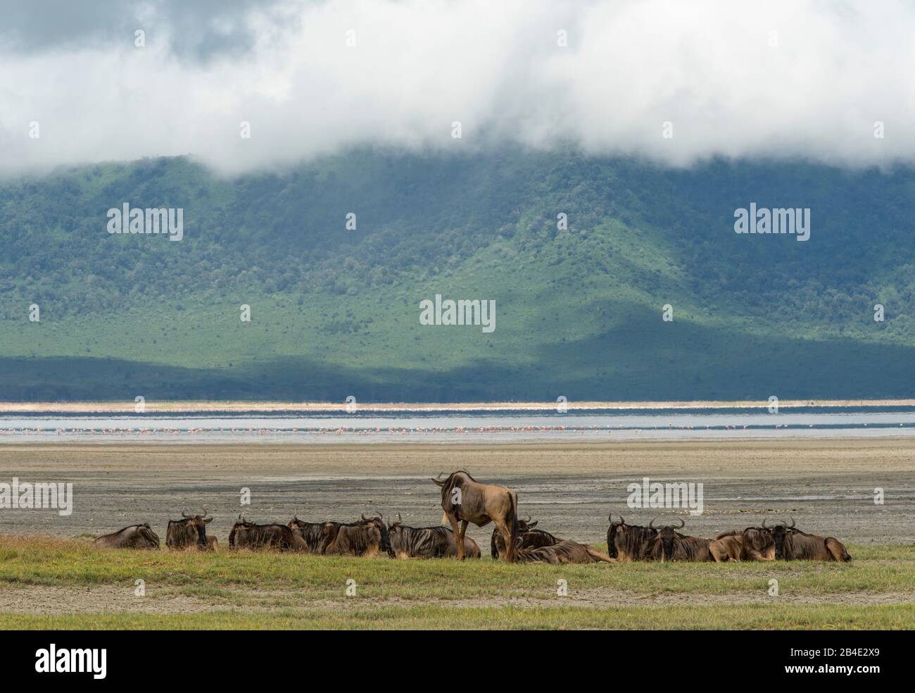 Un safari in piedi, tenda e jeep attraverso la Tanzania settentrionale alla fine della stagione delle piogge nel mese di maggio. Parchi Nazionali Serengeti, Ngorongoro Crater, Tarangire, Arusha E Lago Manyara. Hotel A Ngorongoro Crater. Foto Stock