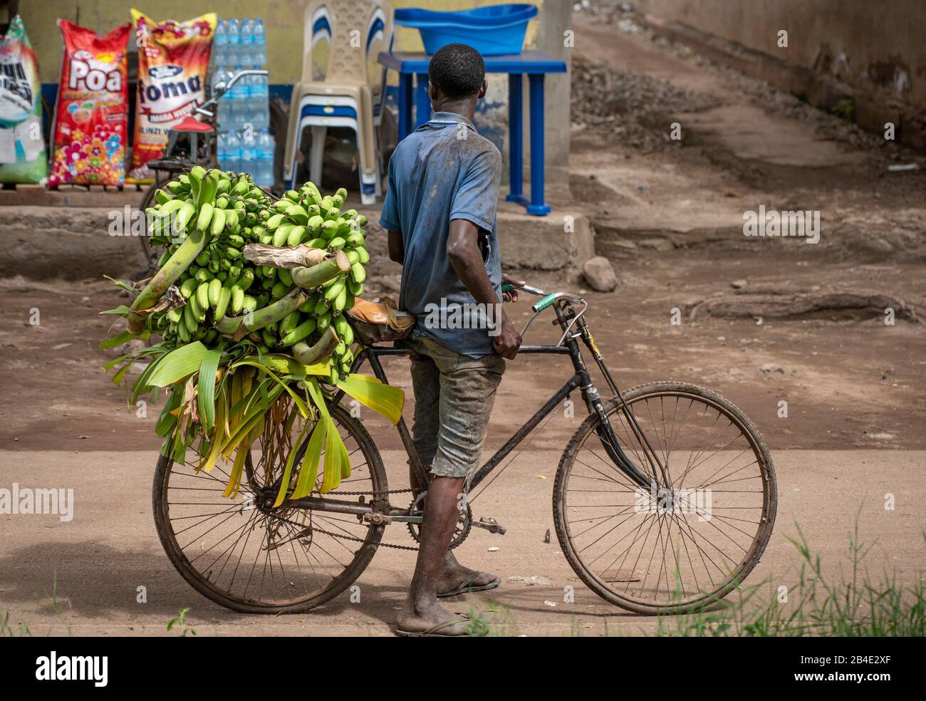 Un safari in piedi, tenda e jeep attraverso la Tanzania settentrionale alla fine della stagione delle piogge nel mese di maggio. Parchi Nazionali Serengeti, Ngorongoro Crater, Tarangire, Arusha E Lago Manyara. Acquisto e vendita di banane lungo la strada tra i parchi nazionali. Uomo trasporta banana albero con bicicletta Foto Stock