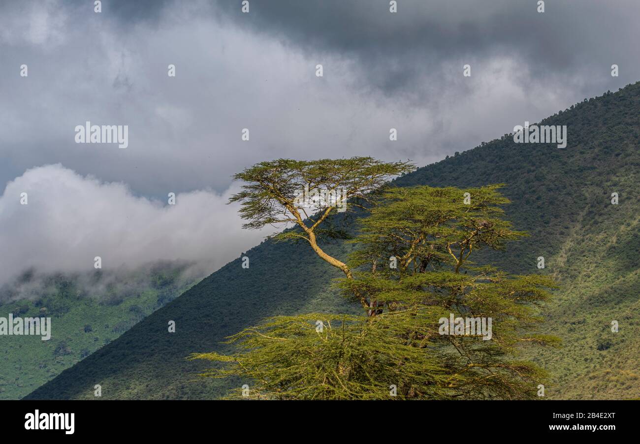 Un safari in piedi, tenda e jeep attraverso la Tanzania settentrionale alla fine della stagione delle piogge nel mese di maggio. Cratere del Parco Nazionale di Ngorongoro, albero sul bordo del cratere. Foto Stock