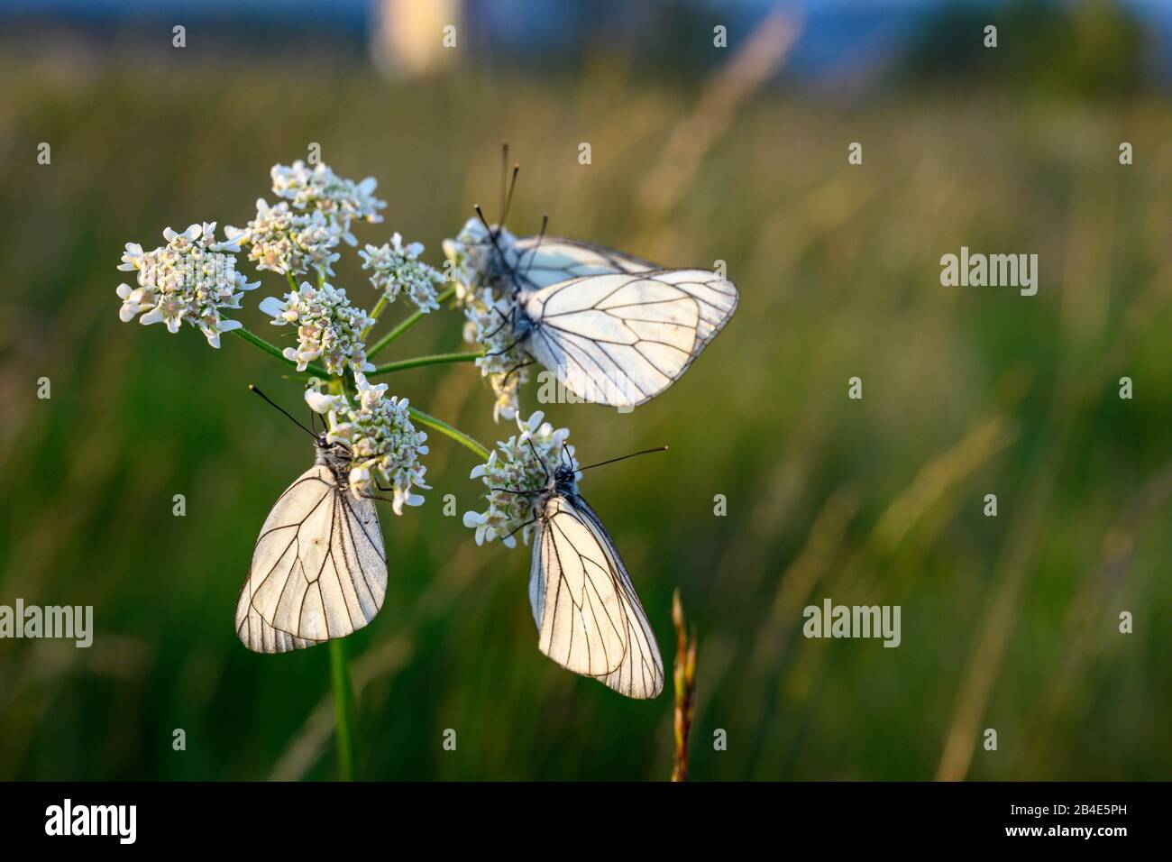 Bianco albero (Aporia crataegi), farfalla (farfalle) della famiglia Weißlinge (Pieridae), Germania, Baden-Wurttemberg, Foresta Nera, Hornisgrende Hochmoor. Foto Stock