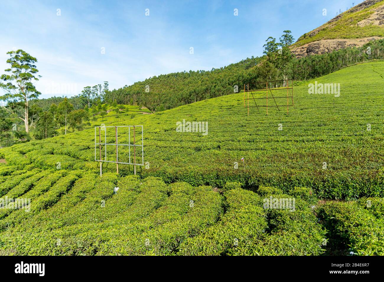 India, Kerala, Munnar, piantagione di tè, paesaggio, Foto Stock